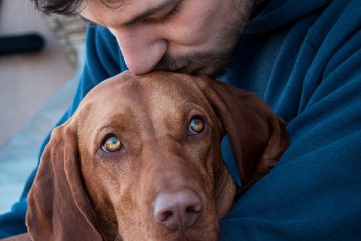 The Pet Effect: How Furry Friends Are Transforming Modern Indian Lifestyles